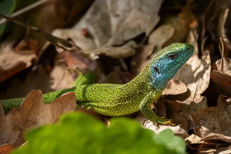 Jašterica zelená v suchom lísti