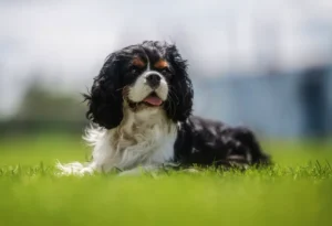 Kavalier King Charles španiel ležiaci v tráve s pohľadom do boku