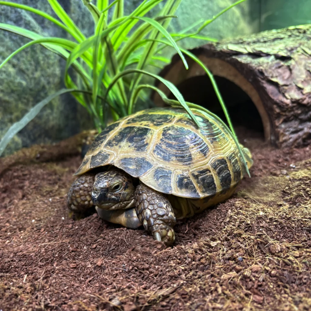 Korytnačka stepná v teráriu