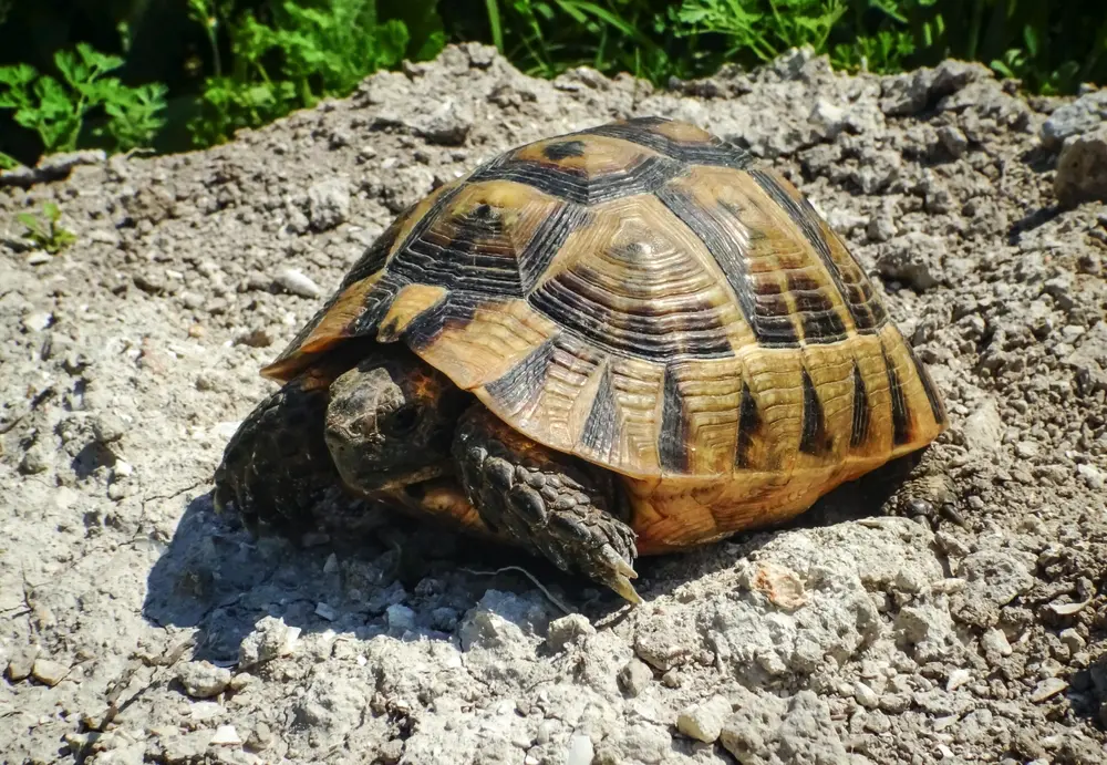 Korytnačka zelenkastá pri znese vajíčok