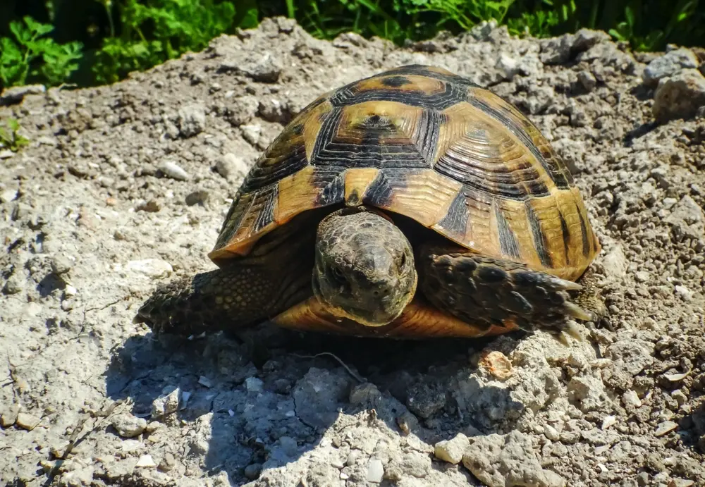 Korytnačka zelenkastá zahrabáva jamu s vajíčkami