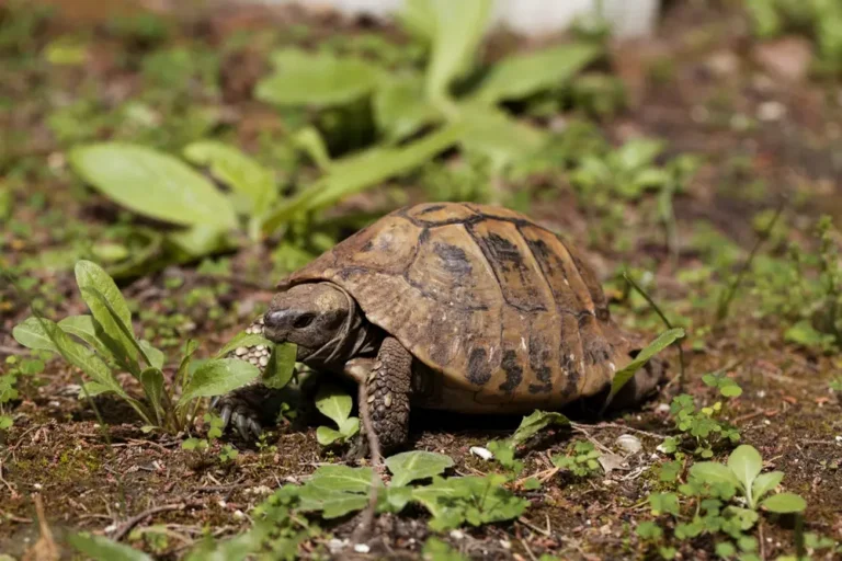 Korytnačka zelenkastá ako kuše list púpavy
