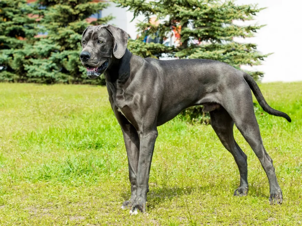 Nemecká doga fotená z boku v parku pri ihličnatých stromoch