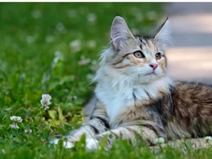 Nórska lesná mačka ležiaca na lúke s dateľinou