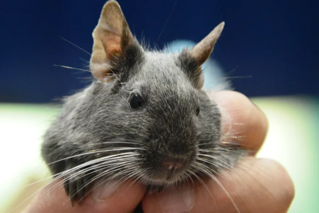 Osmak degu v ruke chovateľa
