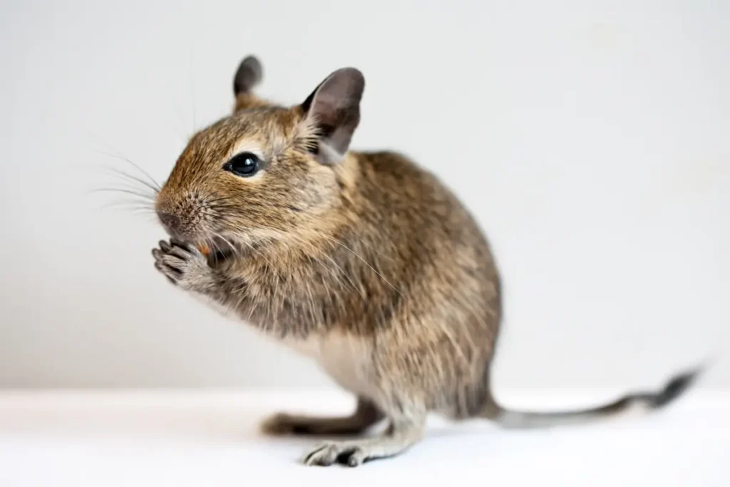 Osmak degu detail na bielom pozadí
