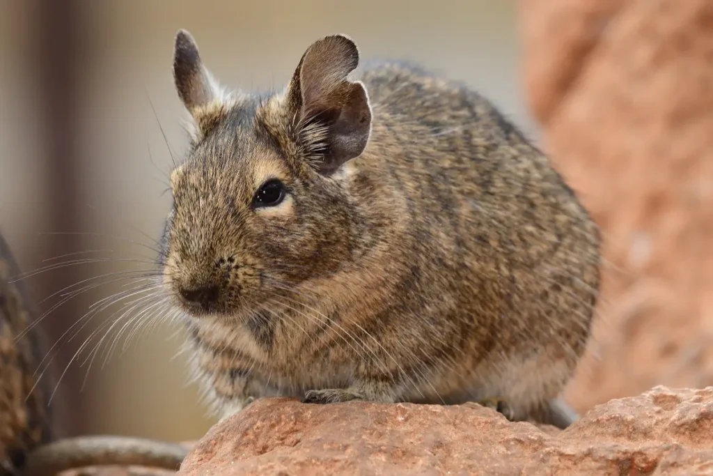 Osmak degu na kameni