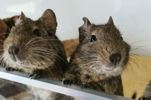 dva Osmak degu vo svojom byvaní