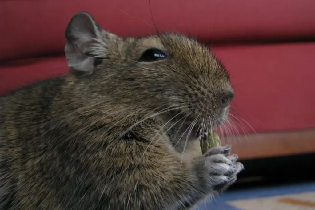 Osmak degu v labkách drží peletku a okúsava ju
