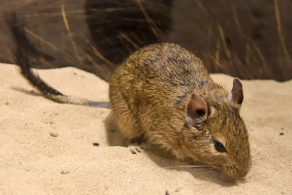 Osmak degu na piesku