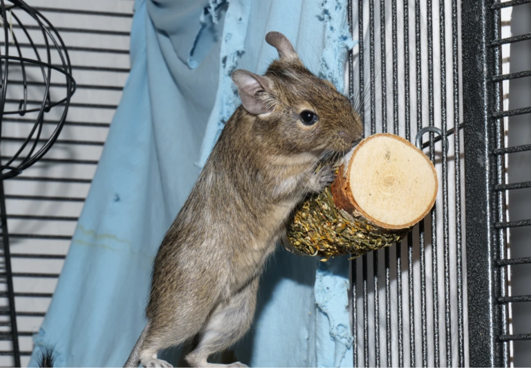 Osmak degu v klietke postavený na zadných labkách ohrýza drevo