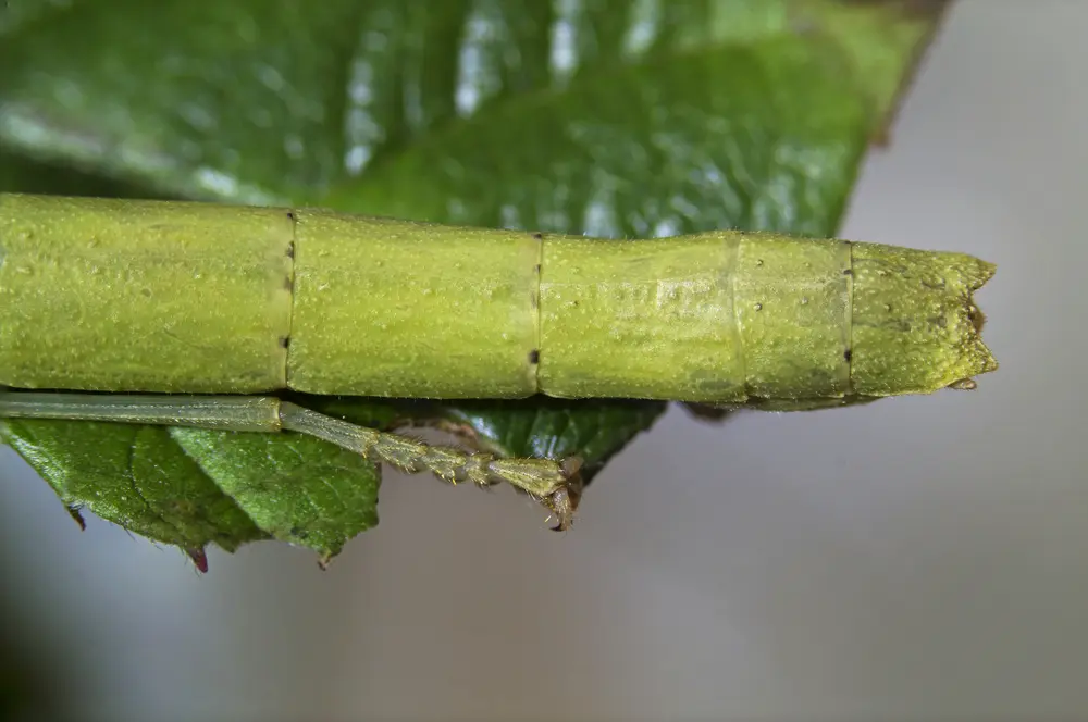 Pakobylka indická detail
