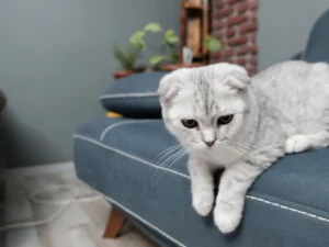 Mačka v byte na pohovke