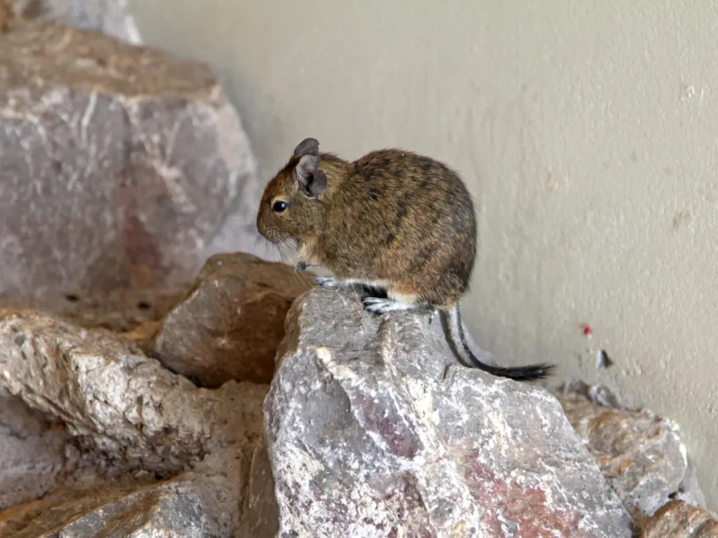 Osmak degu