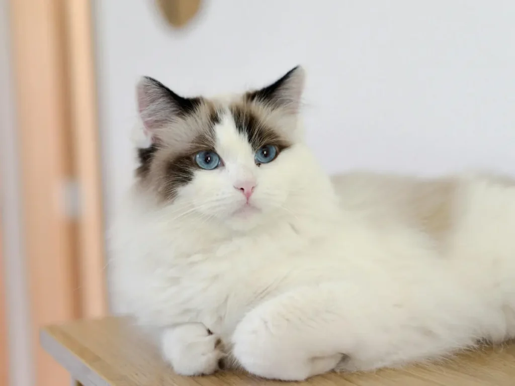 Ragdoll ležiaca mačka na komode