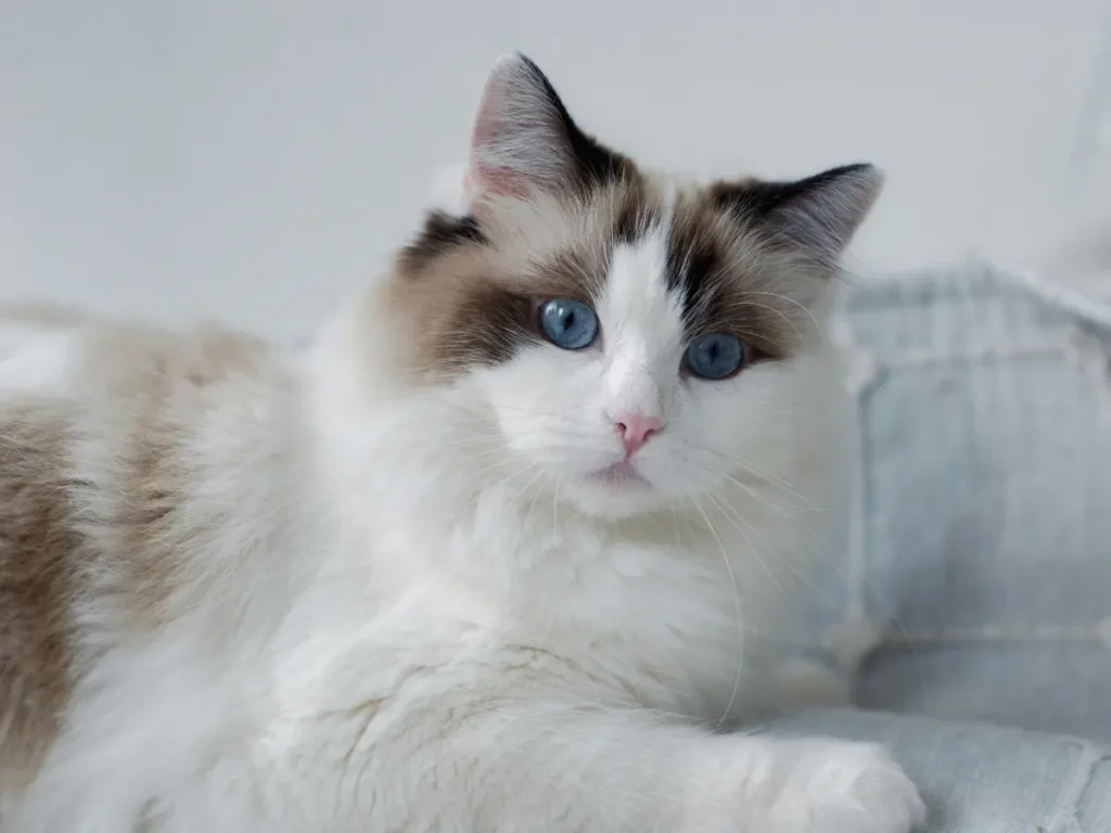 Ragdoll na bledomodrej pohovke
