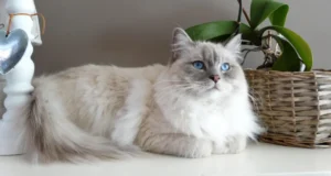 Ragdoll ležiaca pri kvetináči s pohľadom hore