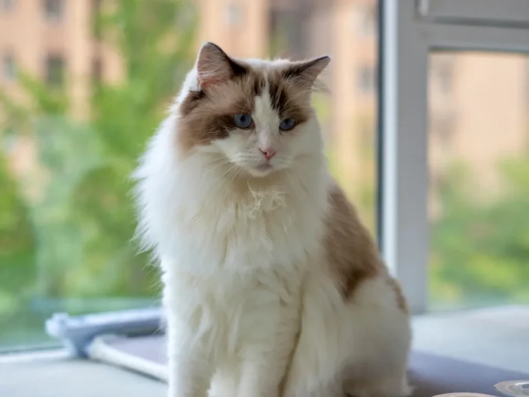 Ragdoll spokojne sediaca na parapete okna