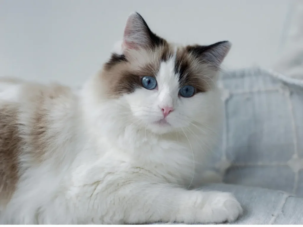 Ragdoll na pelechu s pohľadom do objektívu