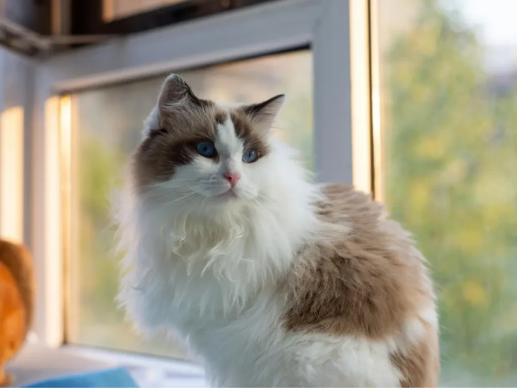 Ragdoll mačka sediaca pri okne