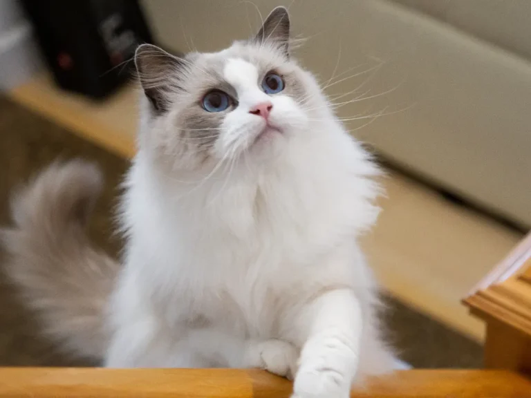 Ragdoll opretá labkami o stolík s pohľadom do hora