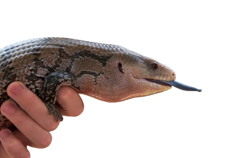 Scinkovec modrojazyčný v ruke chovateľ s vyplazeným jazykom