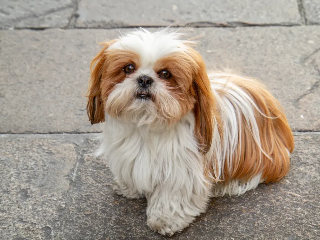 Shih Tzu sedi na kamennom chodníku a jeho pohlaď smeruje k fotografovi