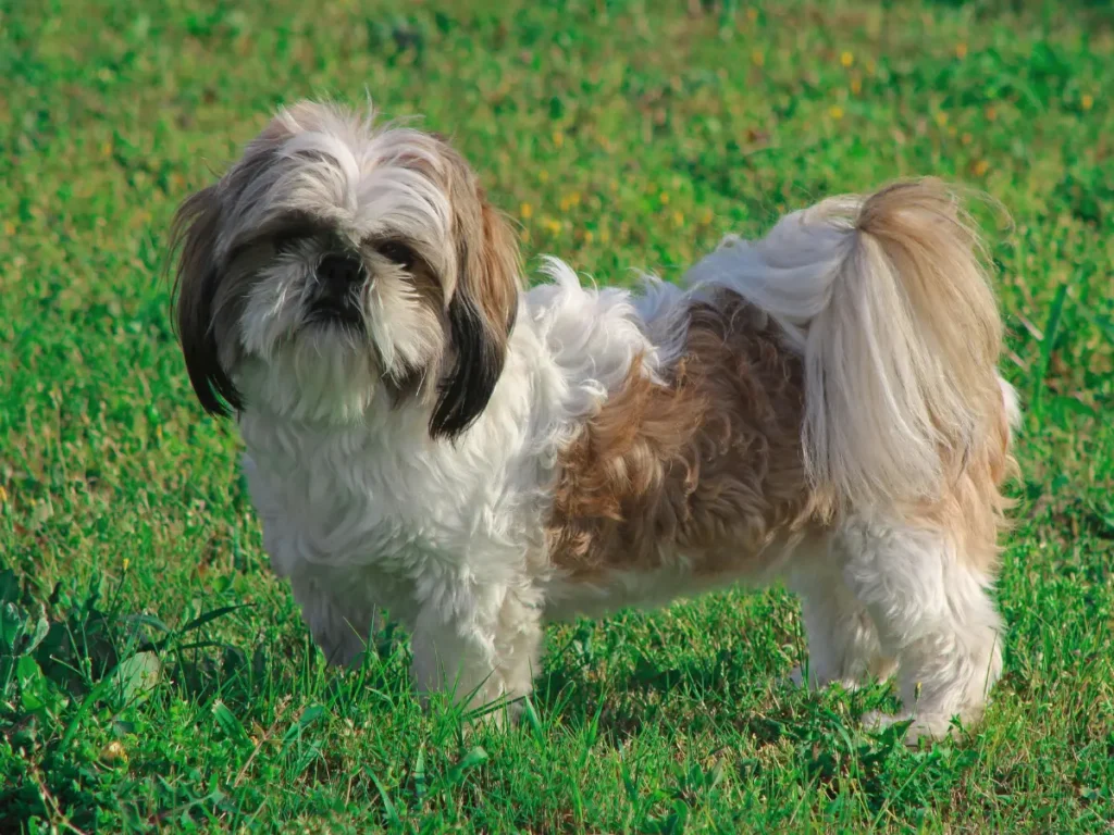 Shih Tzu fotka z boku na trávniku