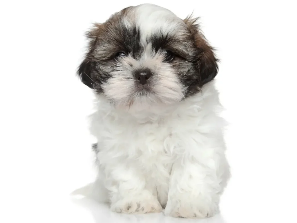 Shih Tzu fotka s bielym pozadím