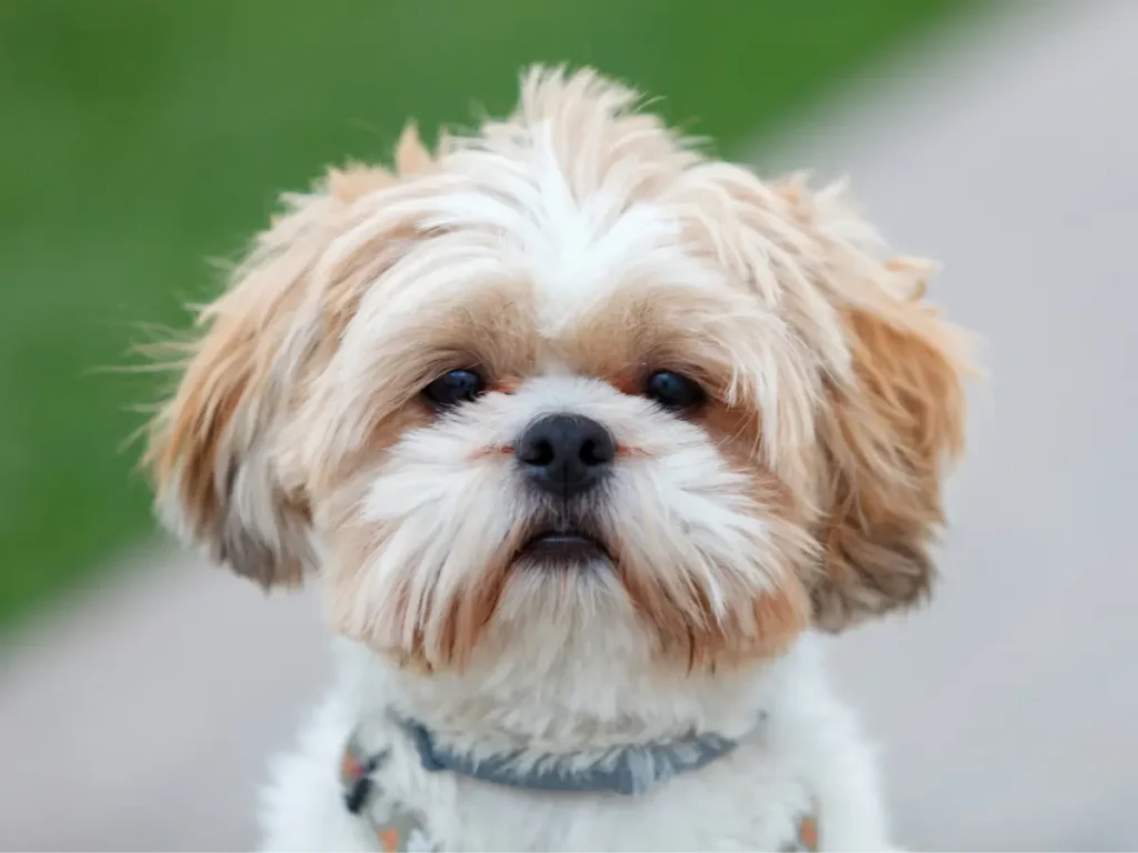 Shih Tzu detail hlavy psýka