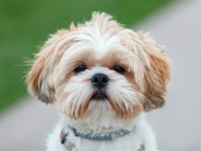 Shih Tzu detail hlavy psýka