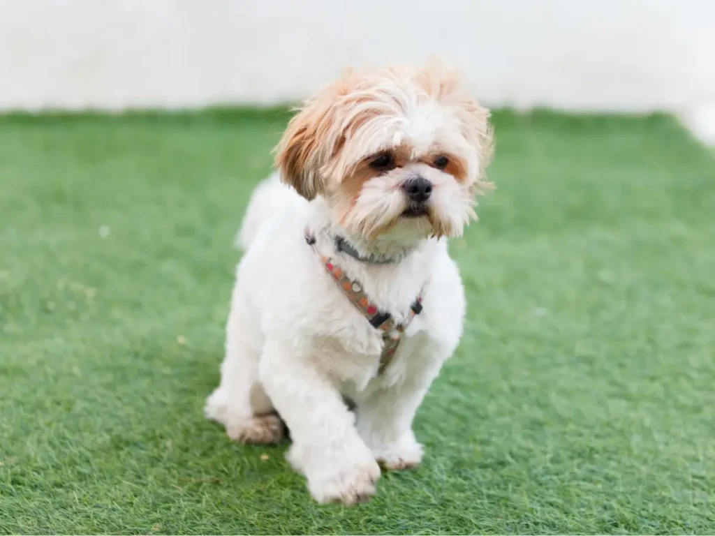 Shih Tzu pobehuje na trávniku