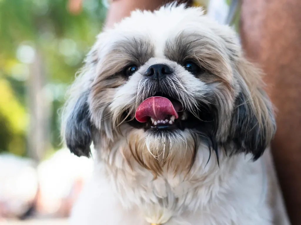 Shih Tzu na rukách majiteľa