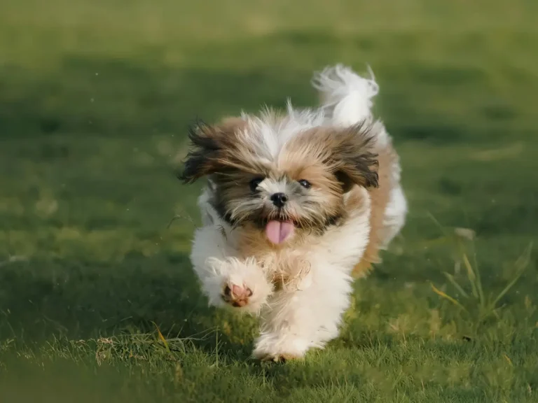Shih Tzu beži priamo smerom k fotografovi na travniku
