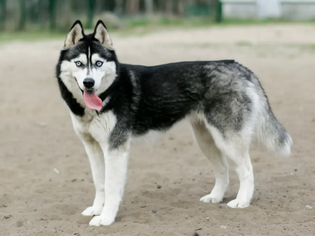 Sibírsky husky pózuje na piesku