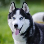 Sibírsky husky detail hlavy