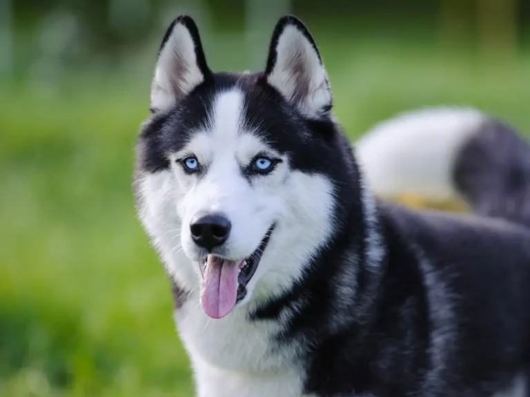 Sibírsky husky detail hlavy