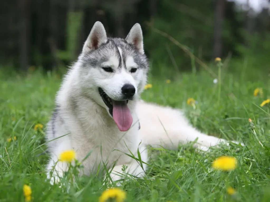 Sibírsky husky leží v tráve s púpavami