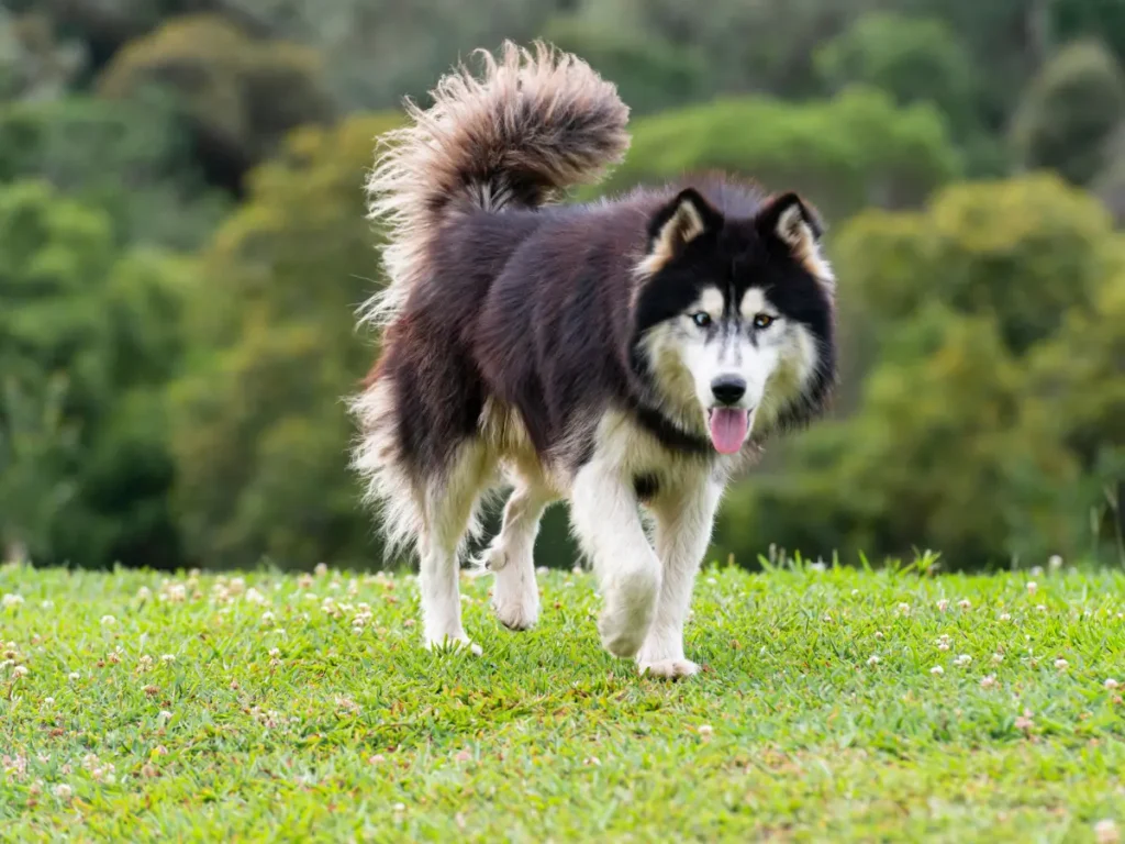 Sibírsky husky na trávniku