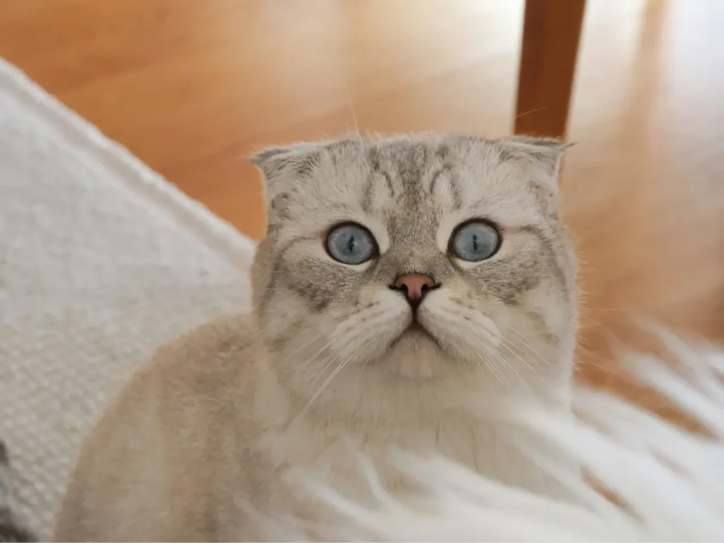 Škótska klapouchá sediaca na zemi s pohľadom na fotografa do výšky