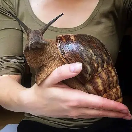 Slimák africký v ruke chovateľ