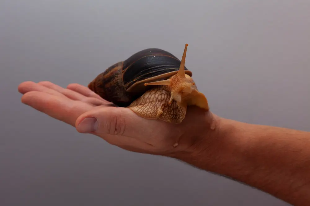 Slimák africký v ruke chovateľa