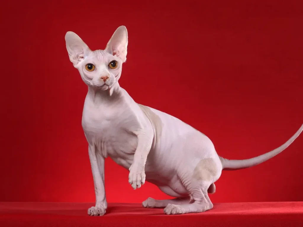 Sphynx umelecka fotografia červené pozadie