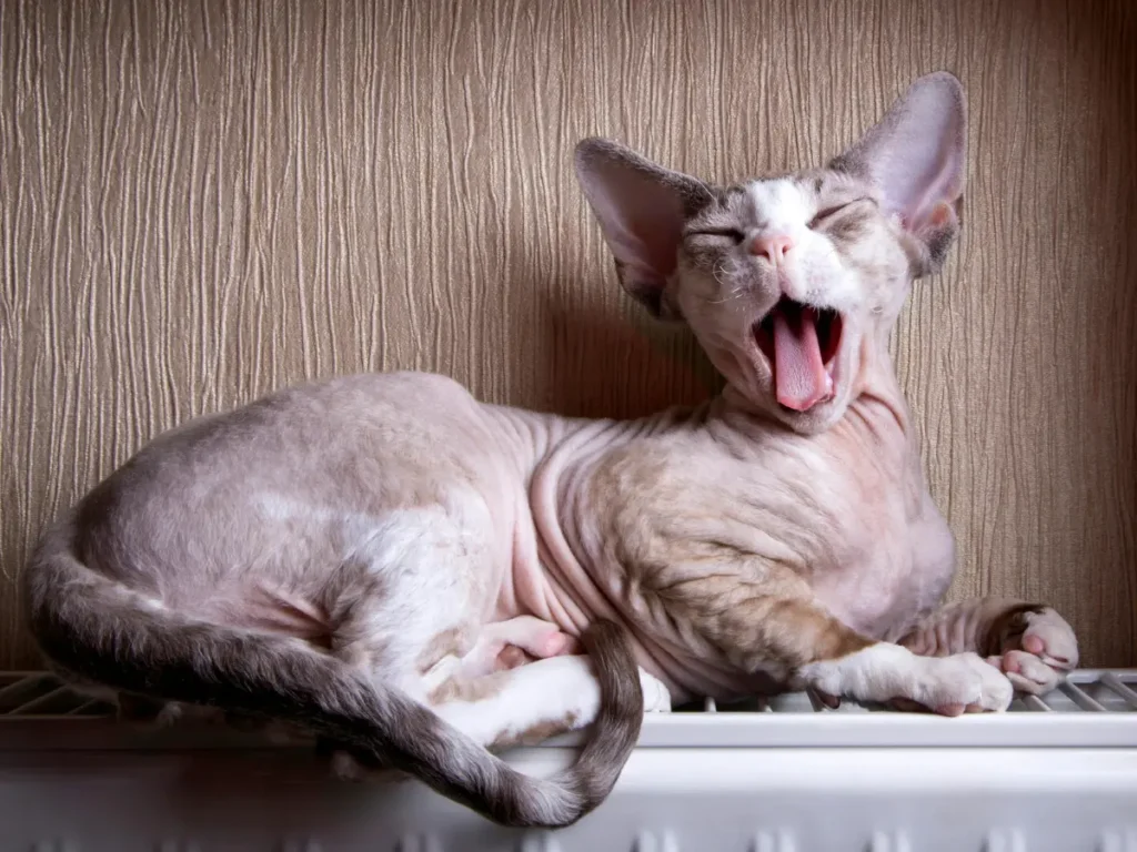 Sphynx ležiaci v byte na radiátore zachytený v momente zívania