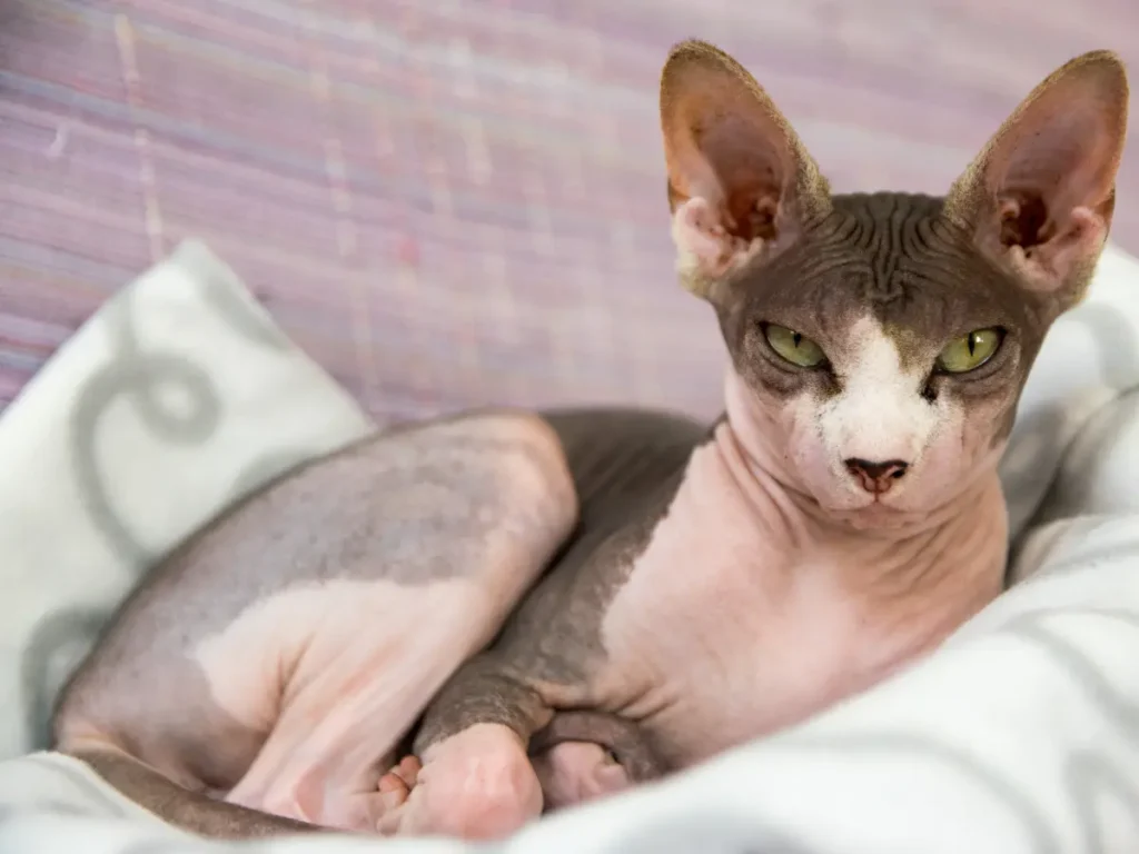 Sphynx ležiaci na vankúši