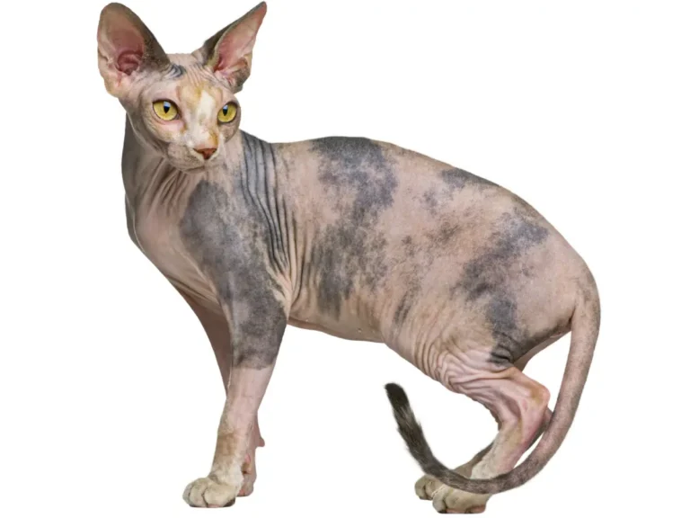 Sphynx fotka do atlasu zvierat s bielim pozadím