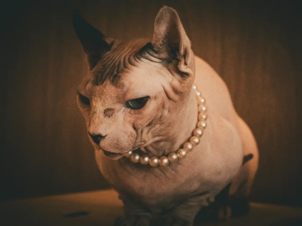 Sphynx umelecká fotografia s perlovým náramkom na krku
