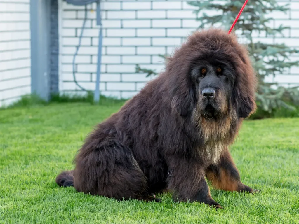 Tibetská doga na pokosenóm trávniku na vodítku