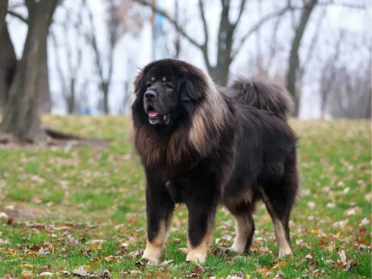 Tibetská doga v prírode na jesen