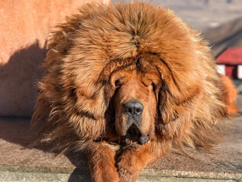 Tibetská doga v spánku